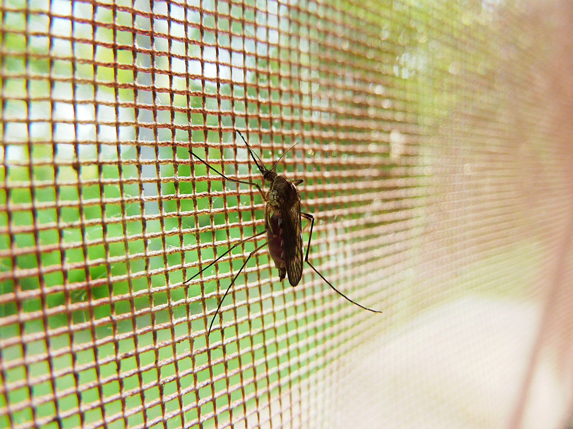 Encapsulated Mosquito Repellents